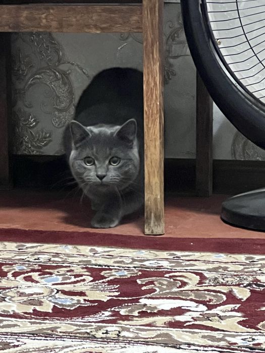 Mushuk Sotiladi. Продаеться Кот.