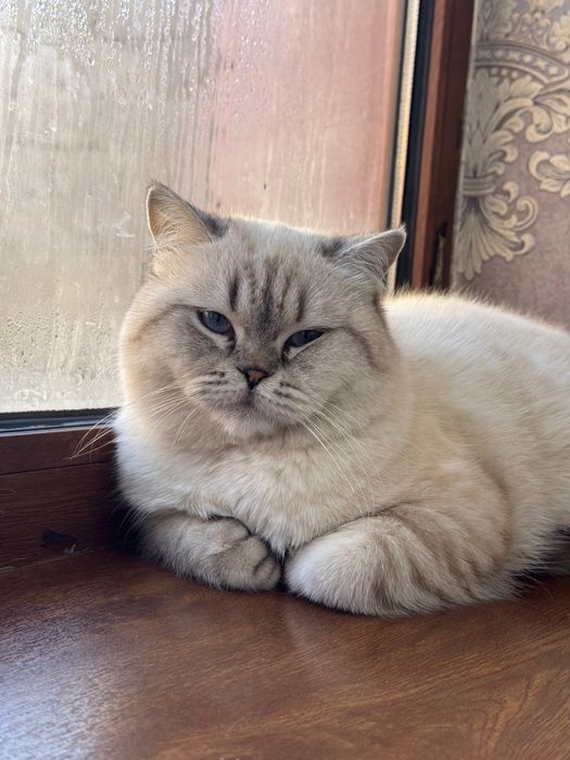 Скоттиш фолд и Скоттиш страйт