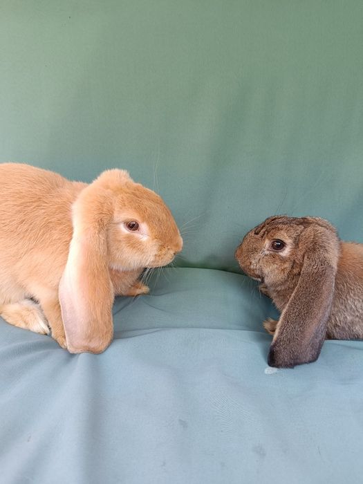 Iepuri berbec german