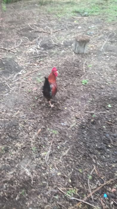 Продам молодых петухов