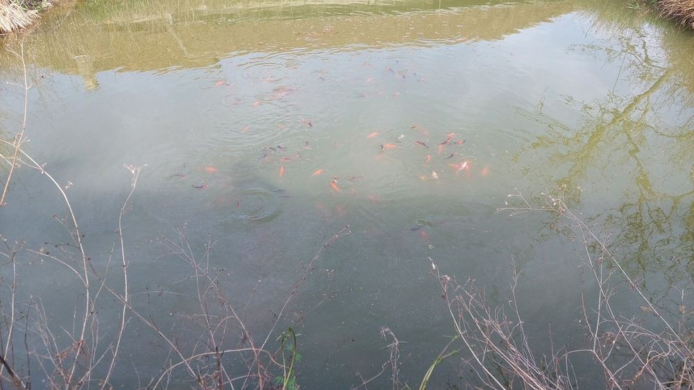 Crap koi puiet și adulti