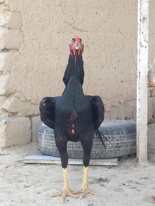 бойцовский петух