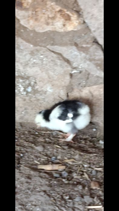 Продаются циплята