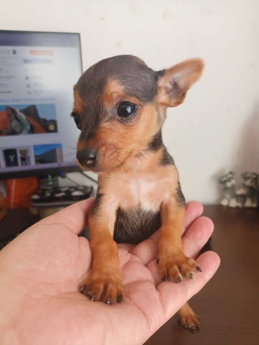 Мъжки мини пинчер