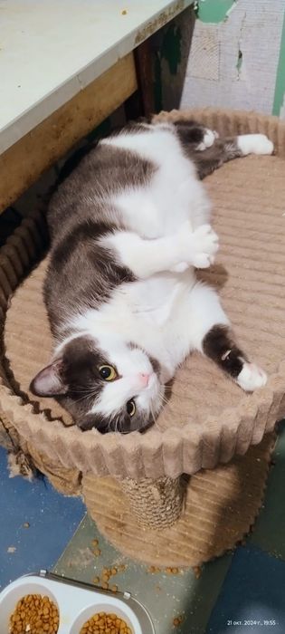 Принц ищет дом!!!