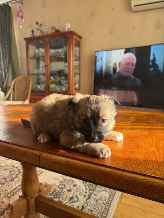 Ищут дом очаровательные щенки