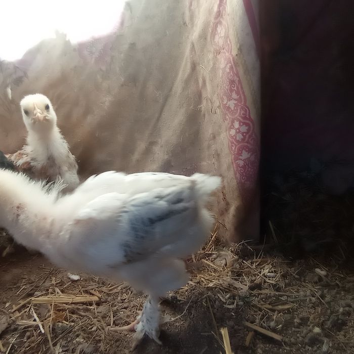 Брама балапан сатам 5 ке