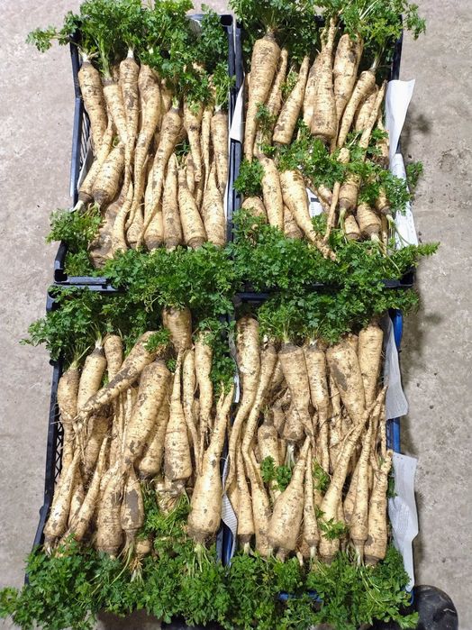 Pătrunjel cu frunza