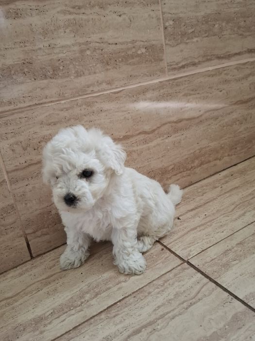 Bichon  Maltez 8 săptămâni !