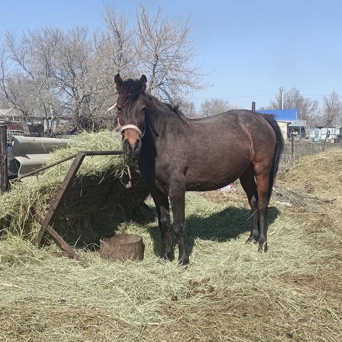 Жылқы Сатамын торы