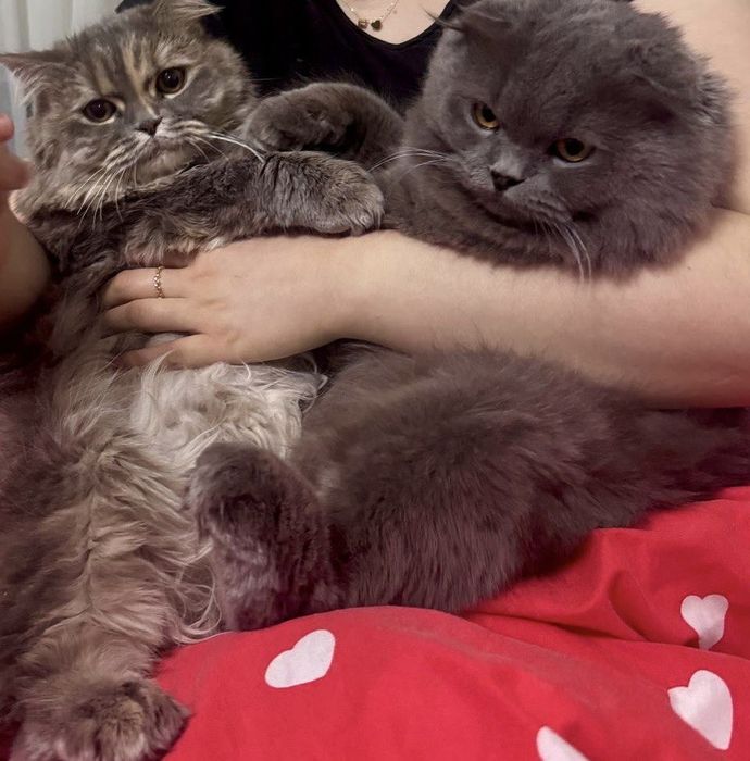 Скотиш фолд манчикин кошка