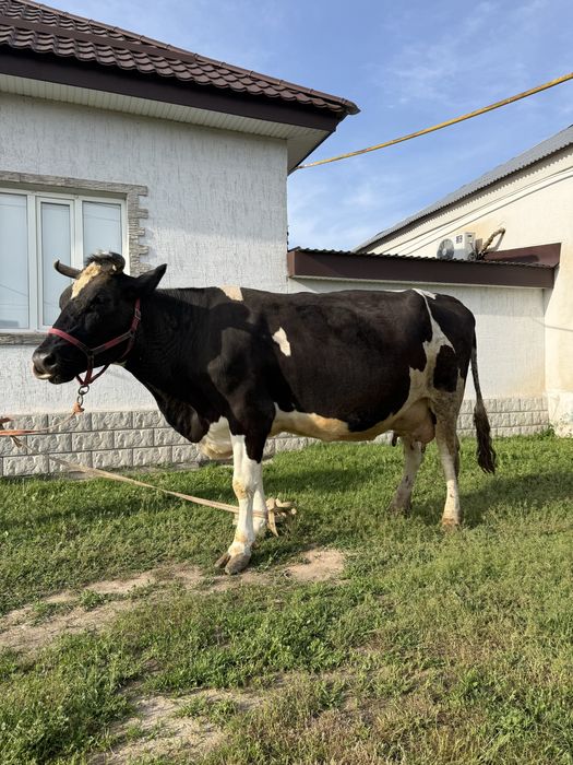 ылады буаз Голштин сиыр