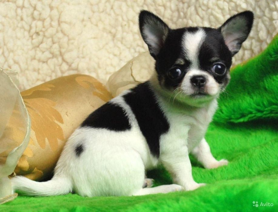 В Продаже Щенки Чихуахуа