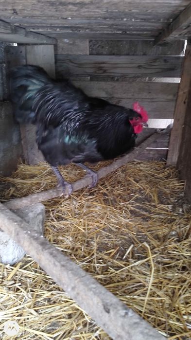 Cocos rasa  australop