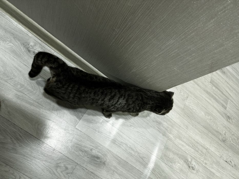 Продается кошечка