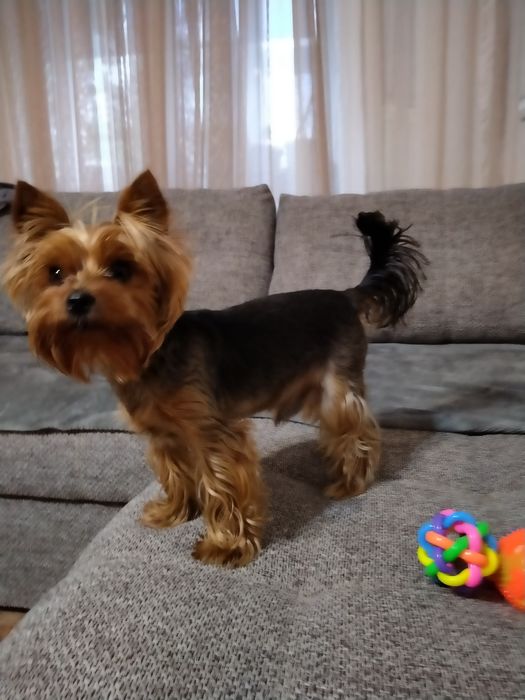 Мальчик Йорк ищет подругу для вязки