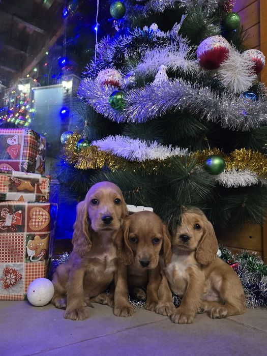 Чистокръвни Кокер Шпаньоли