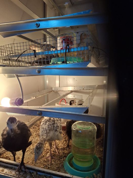 Индюшата  708 бронза 3800тг.