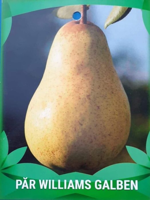 Pomi fructiferi direct de la producator