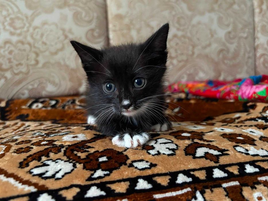 Котята, мальчик и девочка