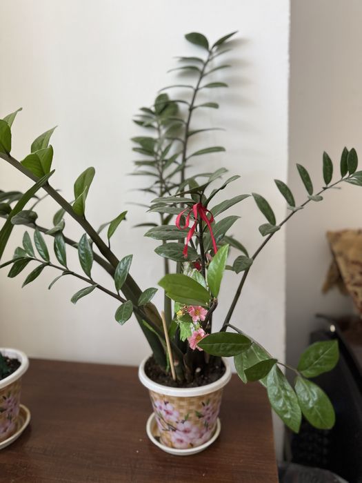 Цветы Доллар хорошие