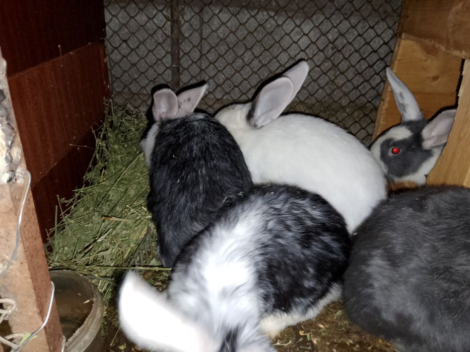 Продажа кроликов