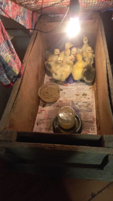 Продам гусят недельный