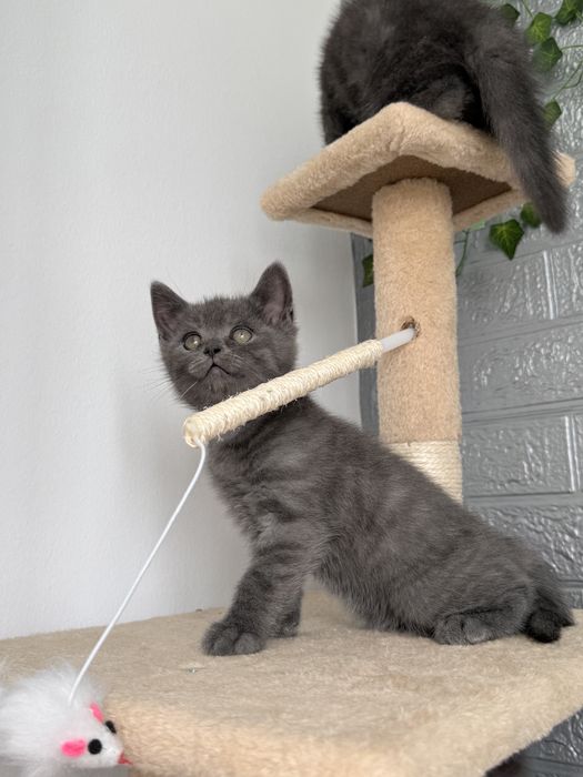 British Shorthair