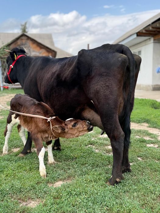 Сүтті ірі денелі бұзаулы сиыр