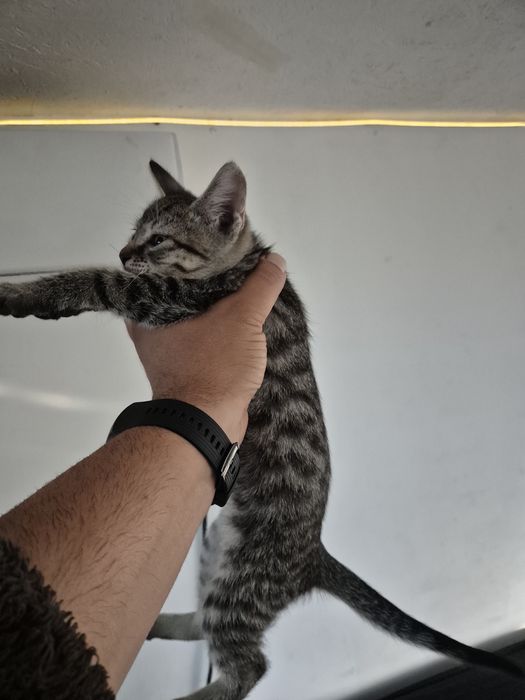 Ofer spre adoptie motan
