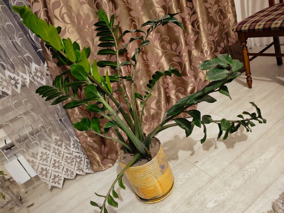 Срочно продается комнатные цветы