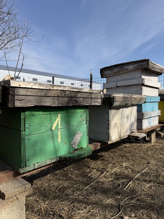 Familii de Albine de vânzare