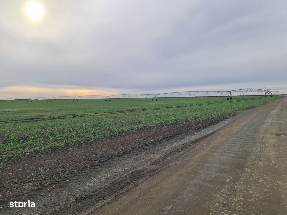 Vand teren agricol 120 Hectare! Compact! În Secusigiu, jud. Arad.