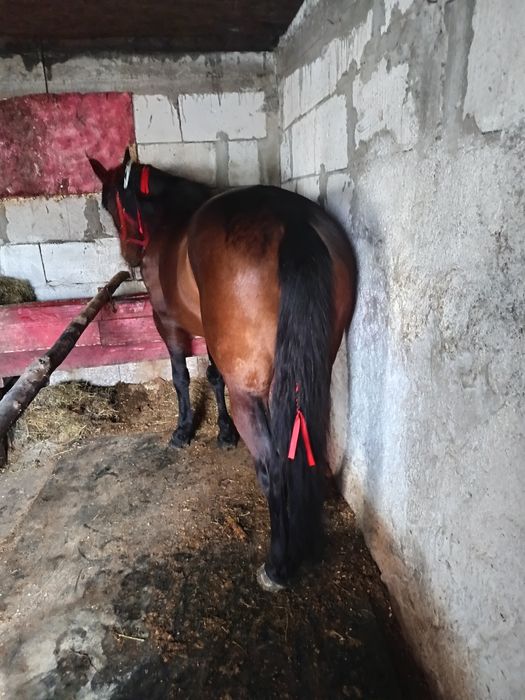 Iapa trăpașă de garanție