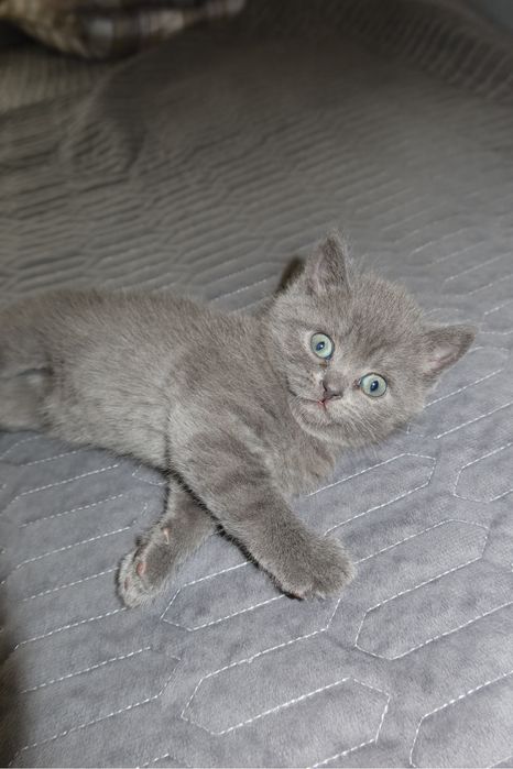 Британские котята ищут дом