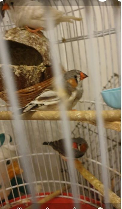 Zebre australiene tinere