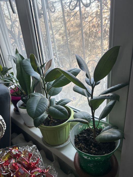 Продам фикусы Бенжамина