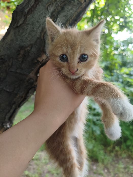 Отдам котят даром в хорошие руки