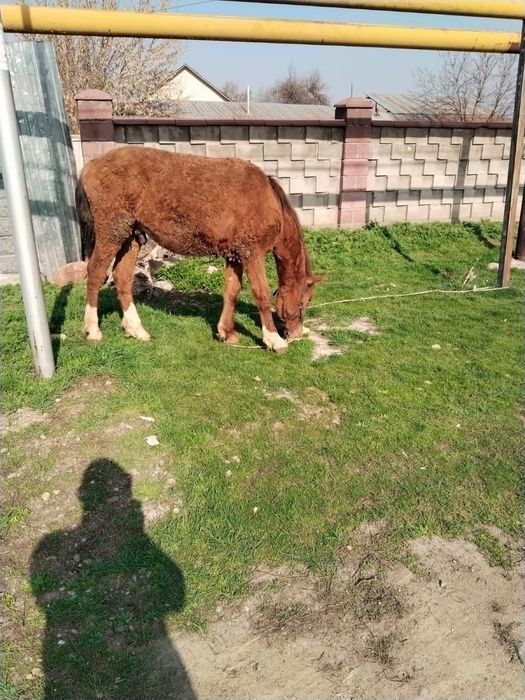 Тай ат жылкы лощадь