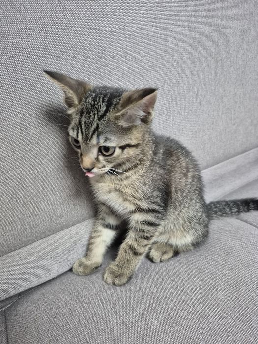 Продаются котёнек в добрые руки