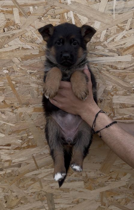 Super pui ciobanesc german cu pedigree