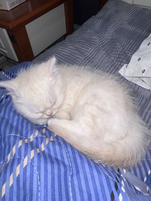 Скотиш страйт