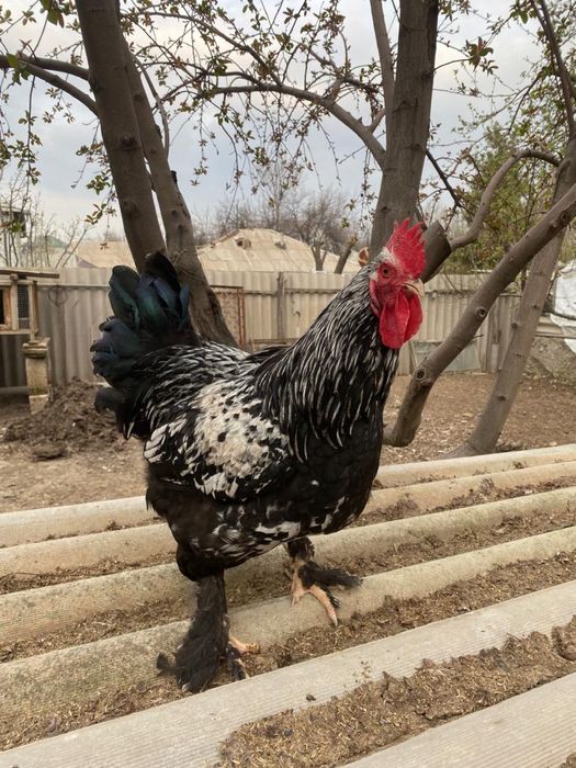 Кораздар сатылады