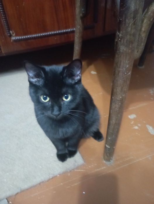 Пристраивается в добрые руки  котенок