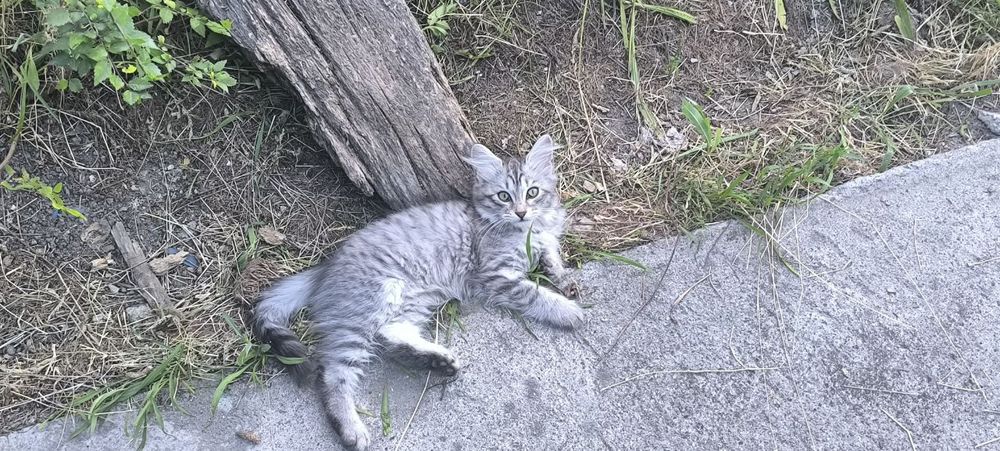 Серые котята девочки