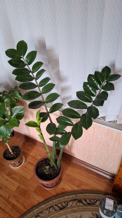 Замиокулькас (Долларовое дерево)