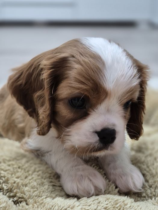Cavalier king charles