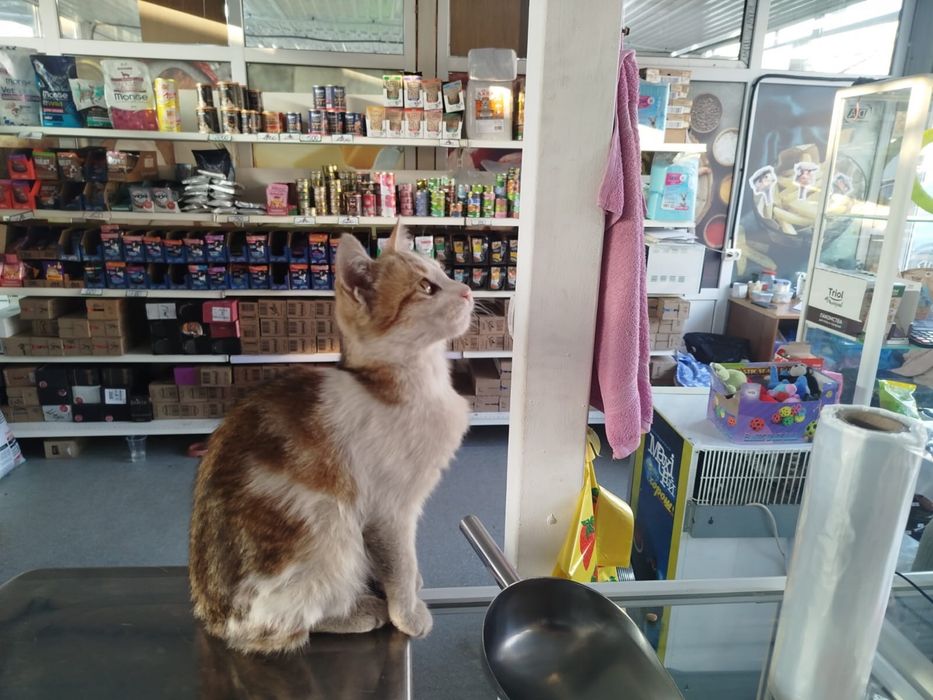 кошечка в добрые руки
