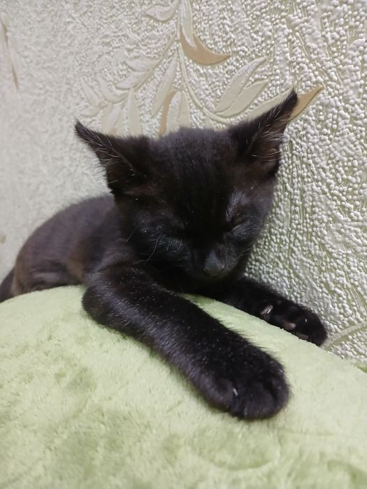 Котик черный в добрый руки.