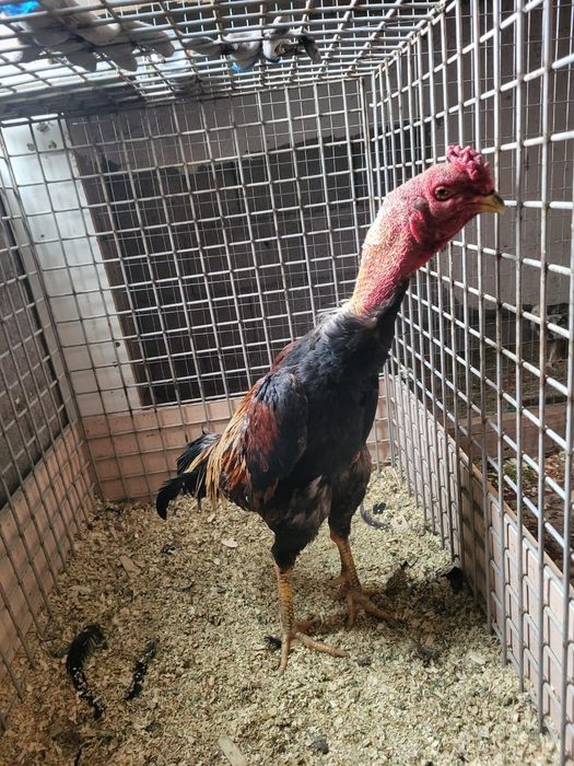 Сатамын кораз 50 000